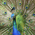 Peacock Indian Blue