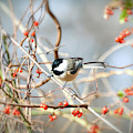 Carolina Chickadee - Bird in the Berries