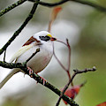 Leucistic White Throated Sparrow II