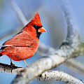 Northern Cardinal Scarlet Blaze