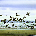 A Squadron of brown pelicans along the Oregon coast
