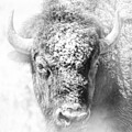 American Buffalo in the Winter Snow