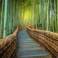 Bamboo walkway