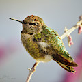 Busy Hummingbird Takes a Rest