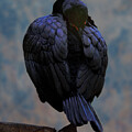 Cormorant Resting
