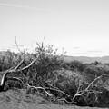 Death Valley Scrub, Monochrome 