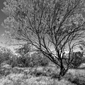 Desert Tree 2 - bw