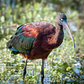Gossy Ibis in Shallow Water