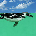 Humboldt Penguin Swimming