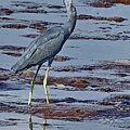 Little Blue Heron in all its Glory