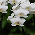 White Orchid clusters
