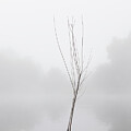 Young Tree in a Foggy Pond