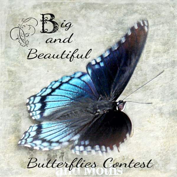 Big And Beautiful Butterflies and Moths