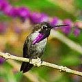 Wonderful World of Hummingbirds - 3 Per Day