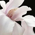 Soft Light Magnolia Flower Two Soft Light Magnolia Flower Two