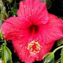 Flower Power