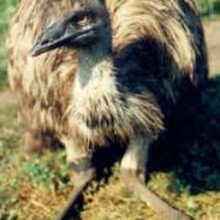 Emu and Rhea