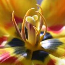 Macro Marvels