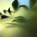 Tranquility Tranquility