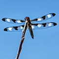 Twelve-Spotted Skimmer Twelve-Spotted Skimmer