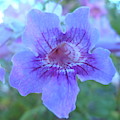 Glowing Trumpet Flower Macro Glowing Trumpet Flower Macro