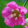 Beautiful Hollyhock Beautiful Hollyhock