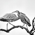 Activity Icon