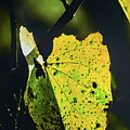 A Little Autumn A Little Autumn