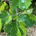 After the Rain After the Rain