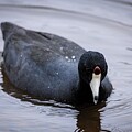 An American Coot