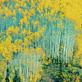 Aspen Stand Aspen Stand