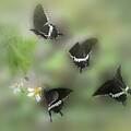 Dancing to Spring - Black Swallow Tail Butterfly