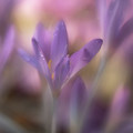 Dreamy Autumn Crocus at Sunrise Dreamy Autumn Crocus at Sunrise