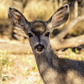 Drooling Mule Deer Fawn 001729 Drooling Mule Deer Fawn 001729
