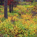 Fall's Carpet Fall's Carpet