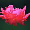Glowing Pink Rose