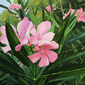 Oleander Oleander