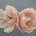 PAIR OF BLUSH PINK ROSES ON GREY PAIR OF BLUSH PINK ROSES ON GREY