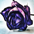 Purple Rose Purple Rose