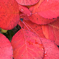 Red Leaves Red Leaves
