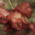 Reflecting on Roses Reflecting on Roses