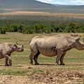 Southern White Rhinoceros Mother and Calf - Kenya