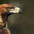 Activity Icon