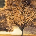 The tree is calling... The tree is calling...