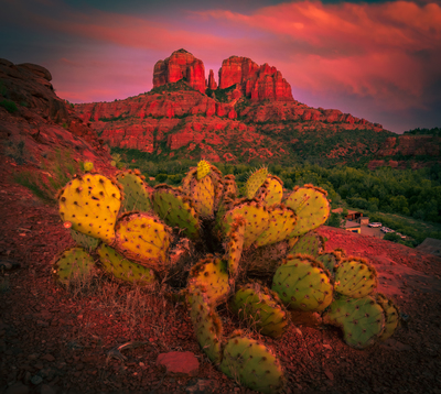 New Series Capturing Cactus By Heber Lopez New Series Capturing Cactus By Heber Lopez