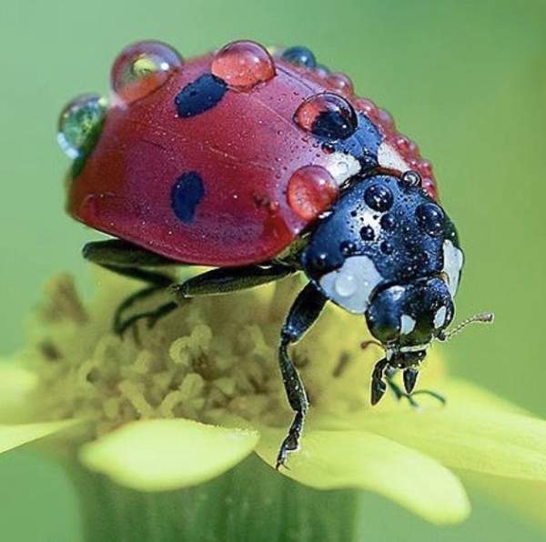 Macro Photography
