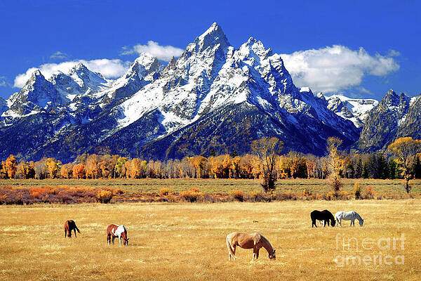 Artist of the Month - Four Seasons Group Only