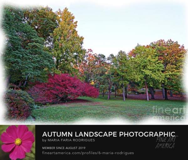 Autumn Feature Group Logo For Red Maple Gallery