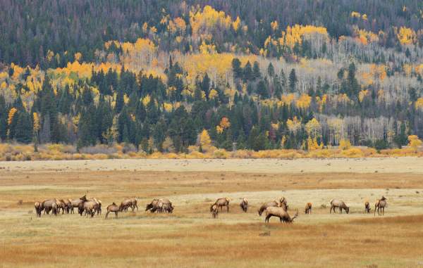 Autumn Landscapes with Wildlife