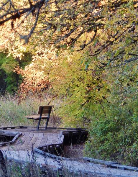 Benches in Nature